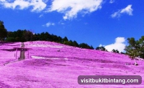 Purple Hill Landscape