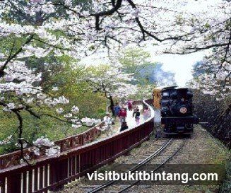 Train on Cherry Blossom Trail