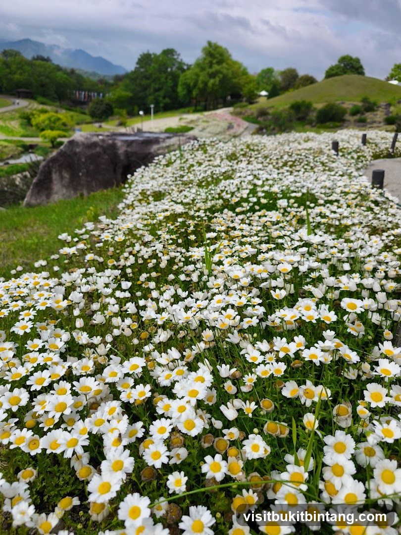 Field of White Daisies