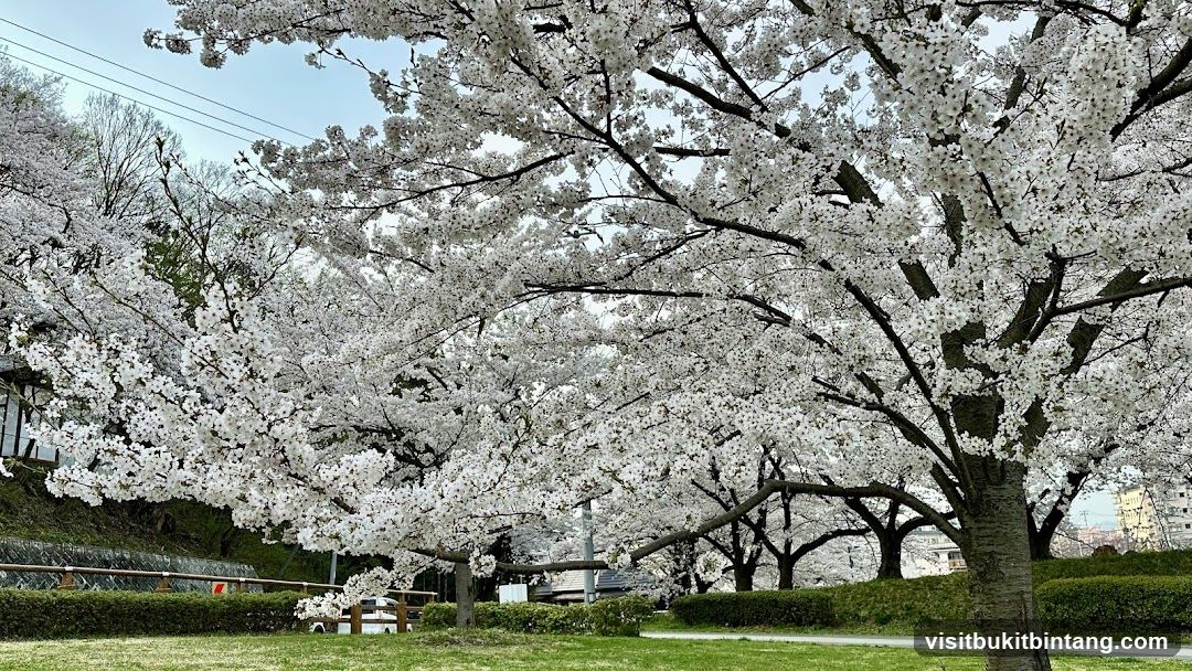 Cherry Blossoms in Bloom