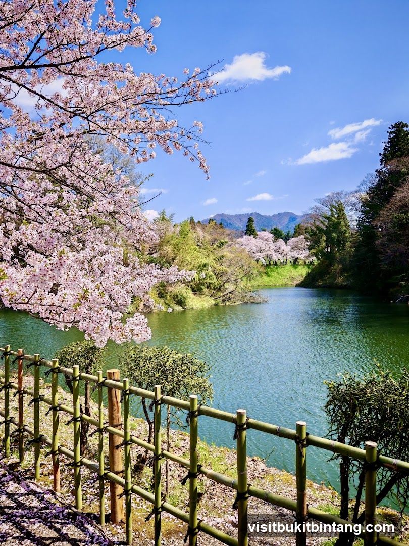 Sakura by the River