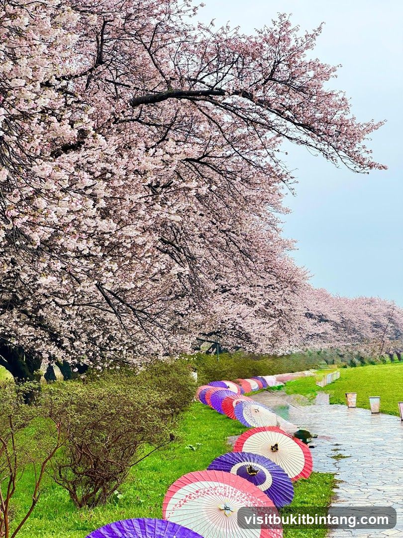 Cherry Blossoms and Colorful Umbrellas