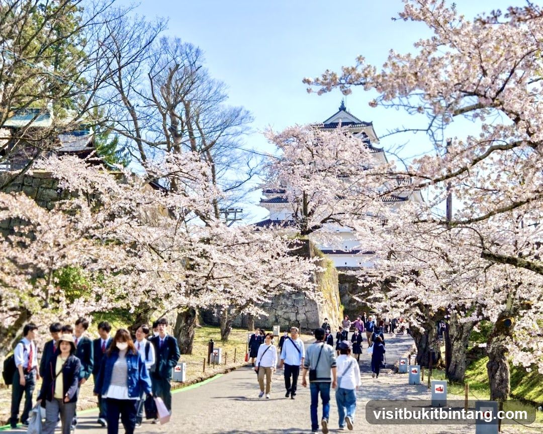 Sakura Blooms at Castle Grounds