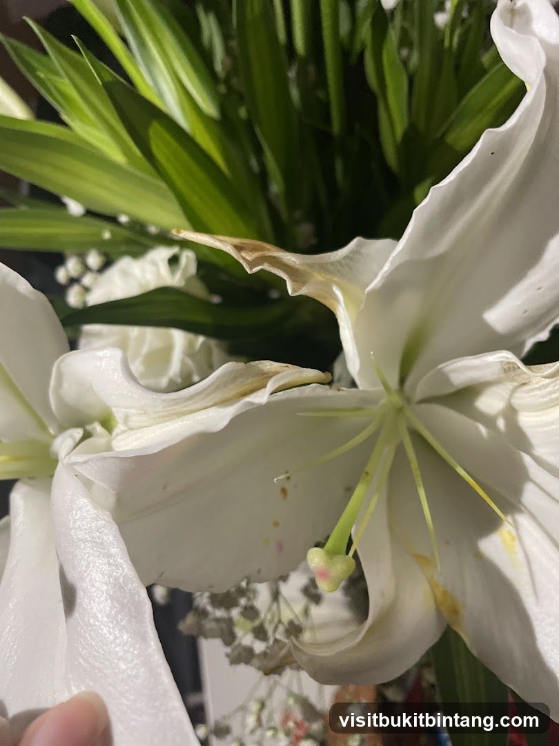 White Lilies