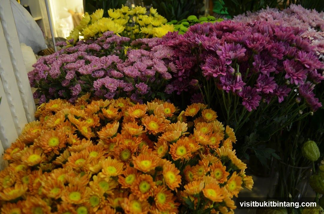 Assortment of Chrysanthemums