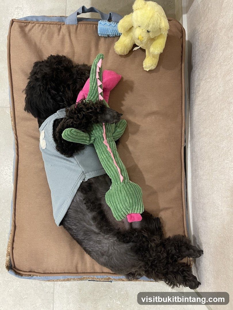 Dog with Toys