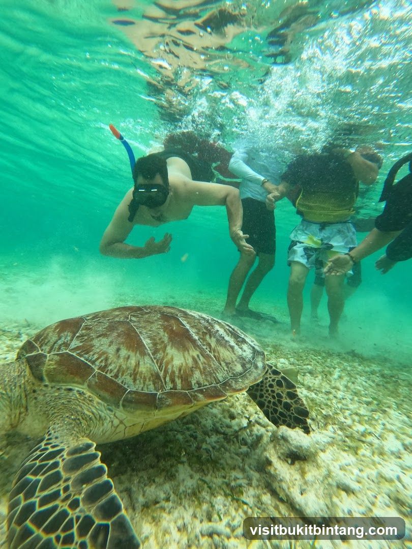 Snorkeling with a Sea Turtle