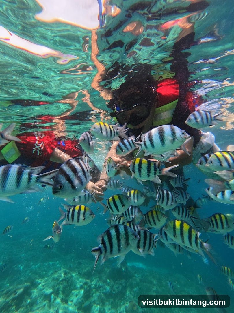 Snorkeling with Sergeant Major Fish