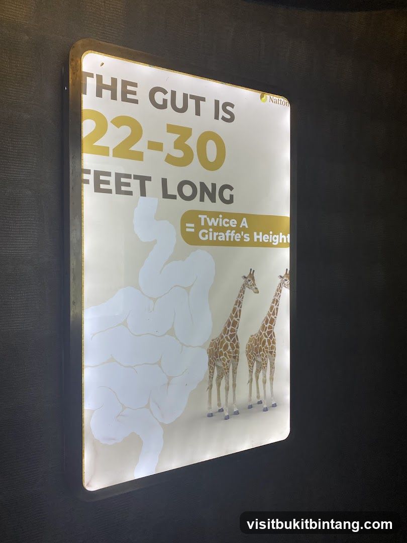 The Gut is 22-30 Feet Long