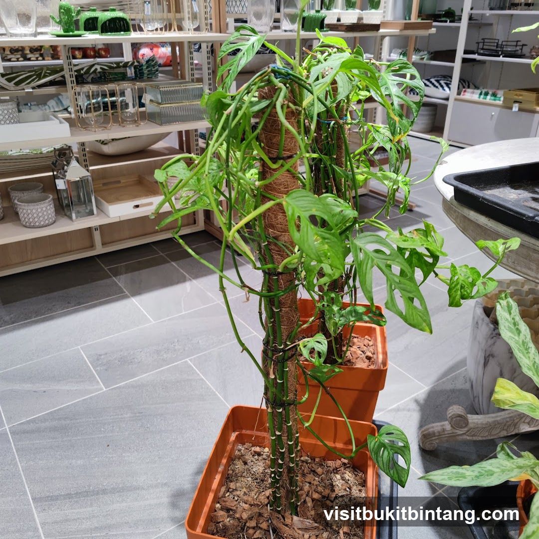 Houseplants for Sale