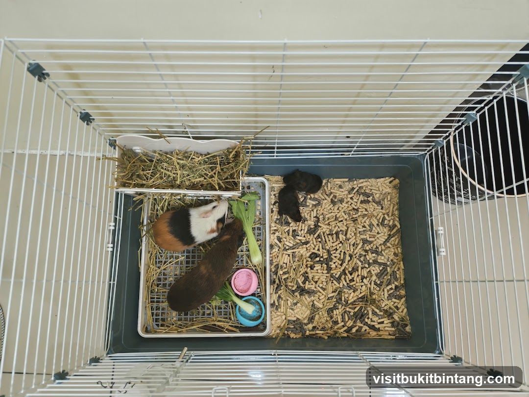 Pets Naturale Setia City Mall
