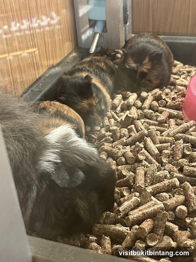 Three guinea pigs sleeping in bedding