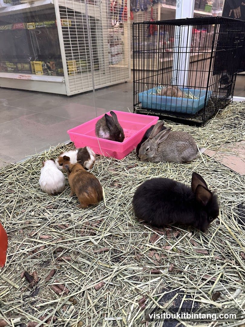 Small animals in a pet store display