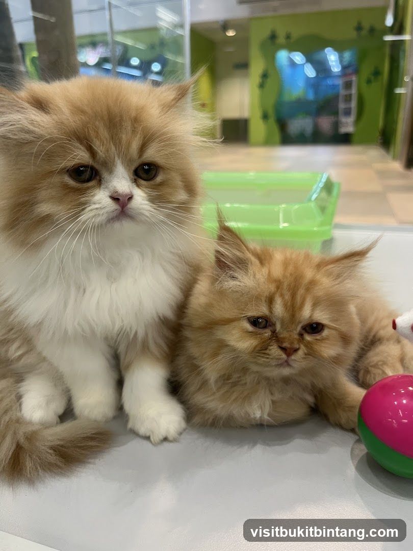 Two fluffy kittens