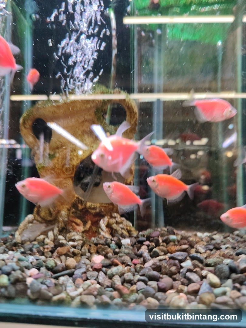 Pink Fish in Aquarium