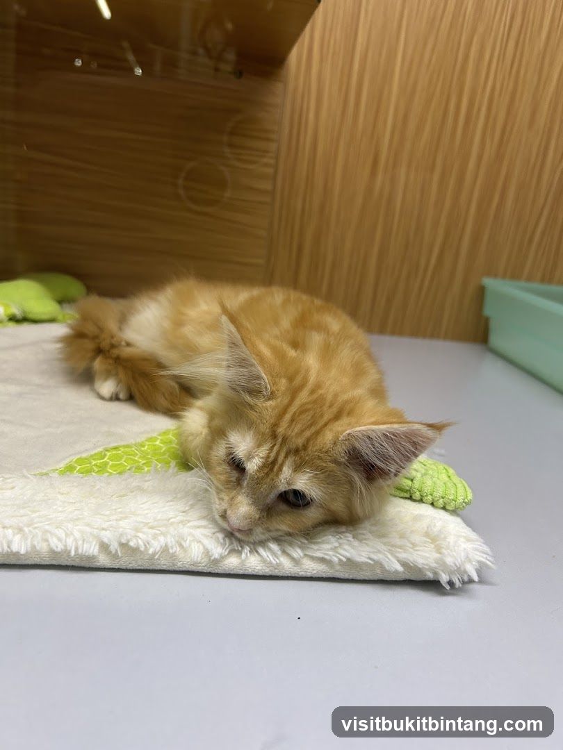 Orange kitten resting