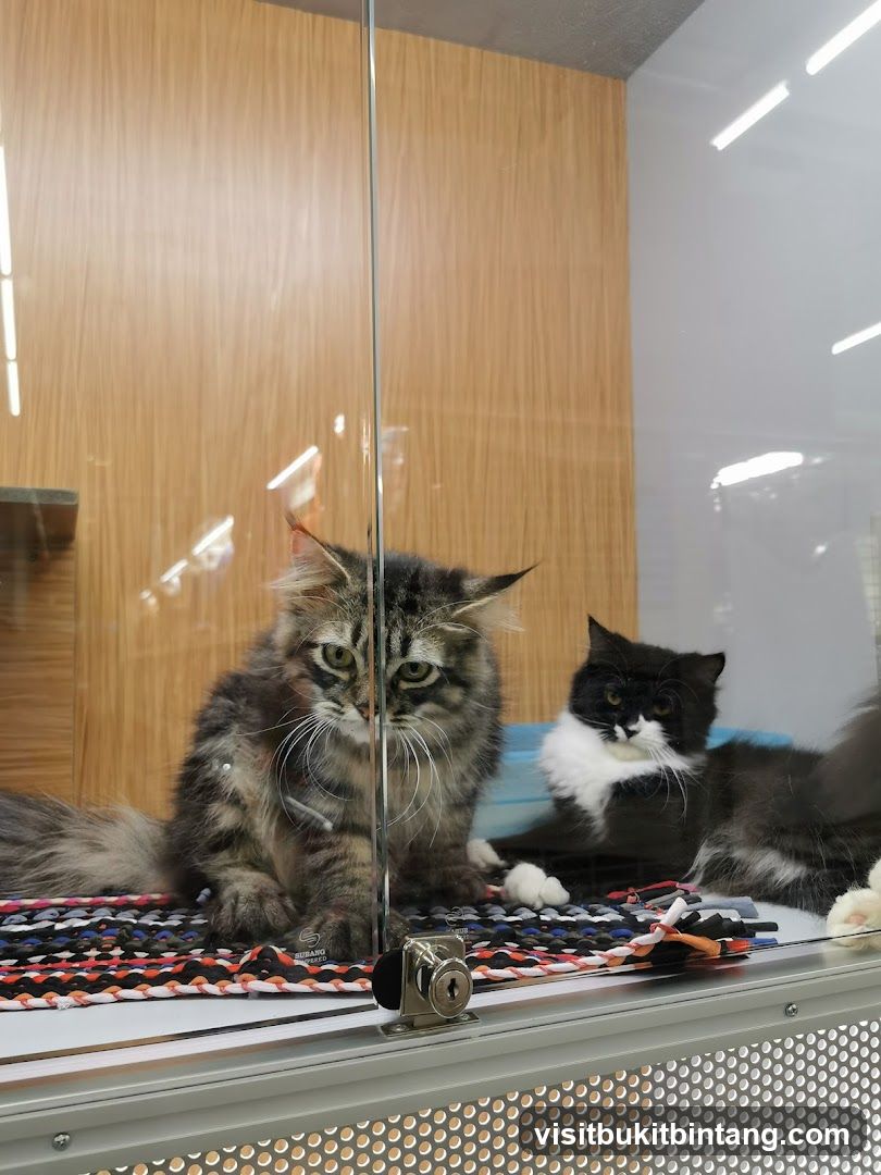 Cats in a Display Enclosure