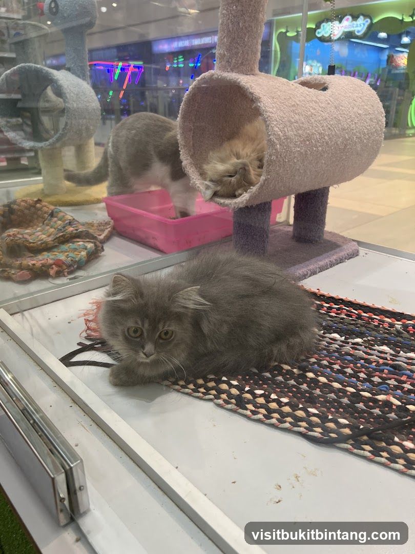 Kittens in a Pet Store