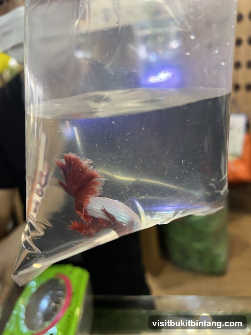 Betta Fish in Bag
