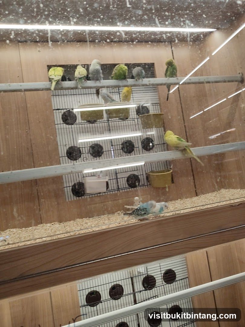 Budgies in a pet store enclosure