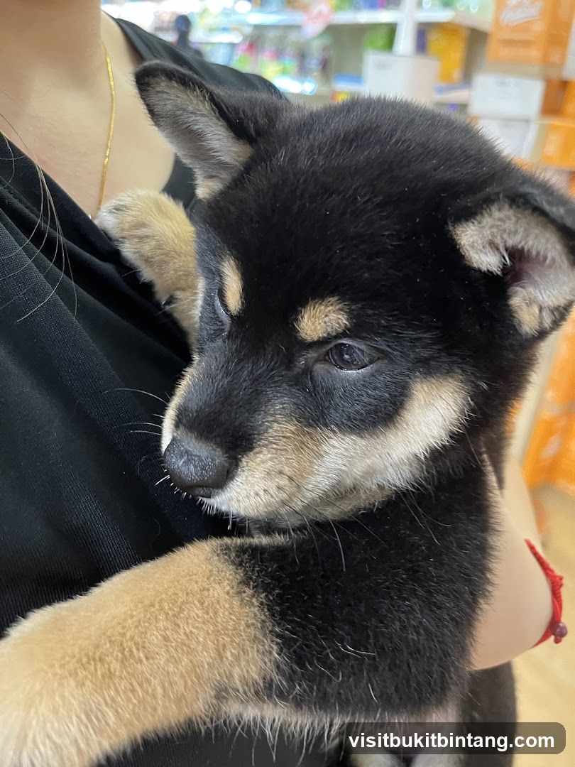 Shiba Inu Puppy