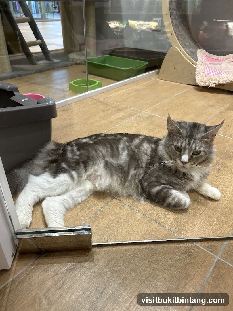 Cat in enclosure