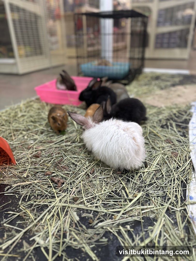 Rabbits and Guinea Pig