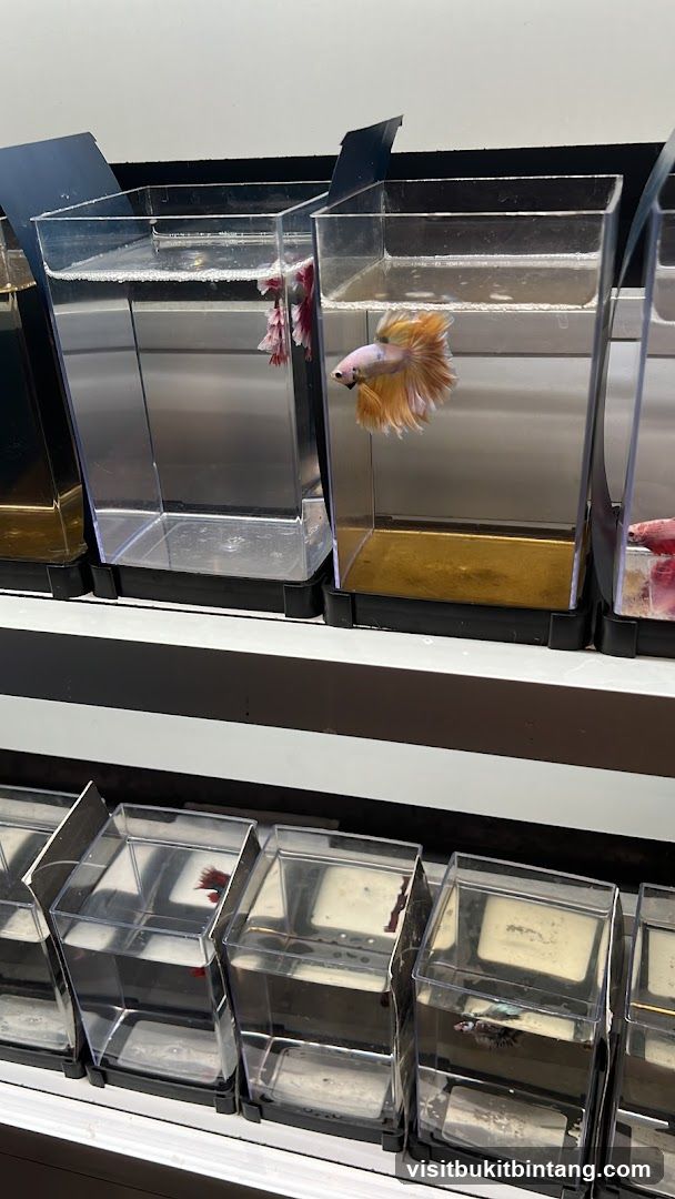 Betta Fish Display
