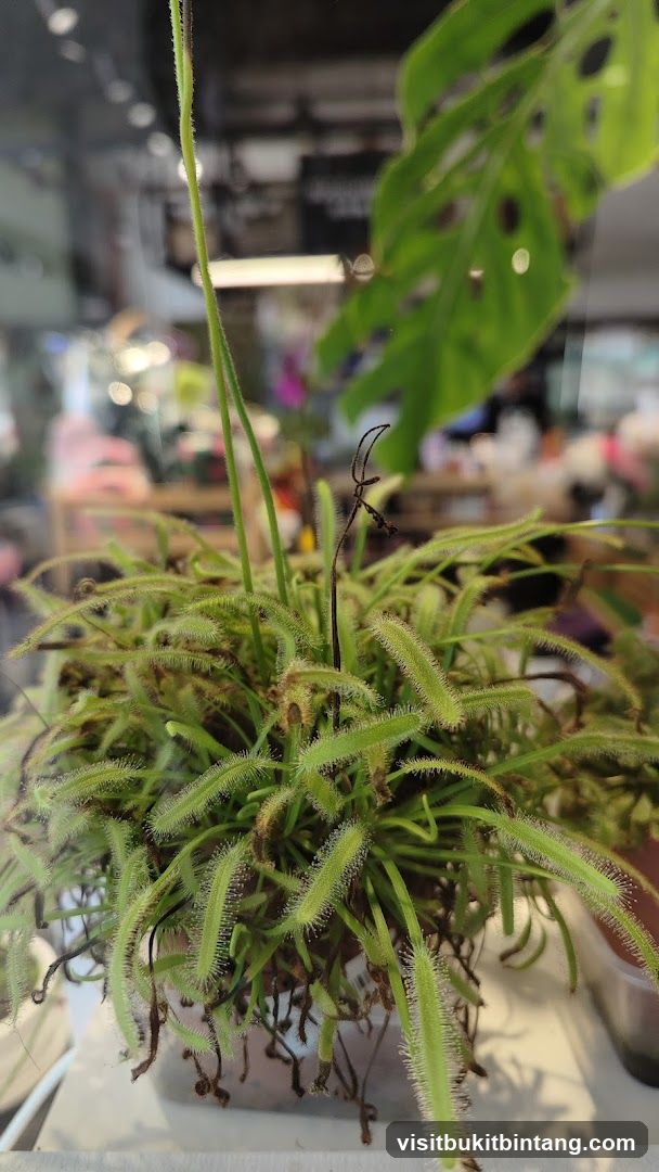 Succulent Shop (Gurney Paragon)