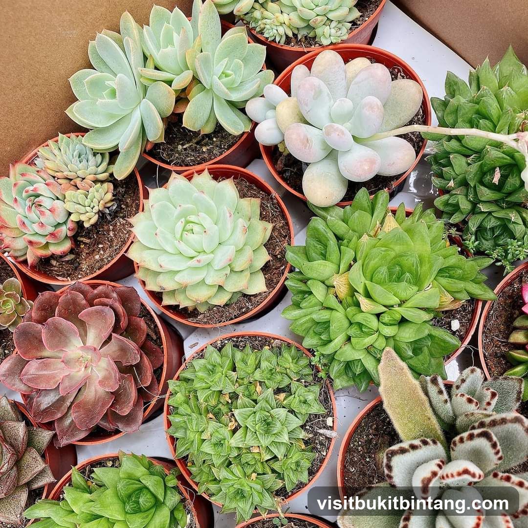 Assortment of Succulents
