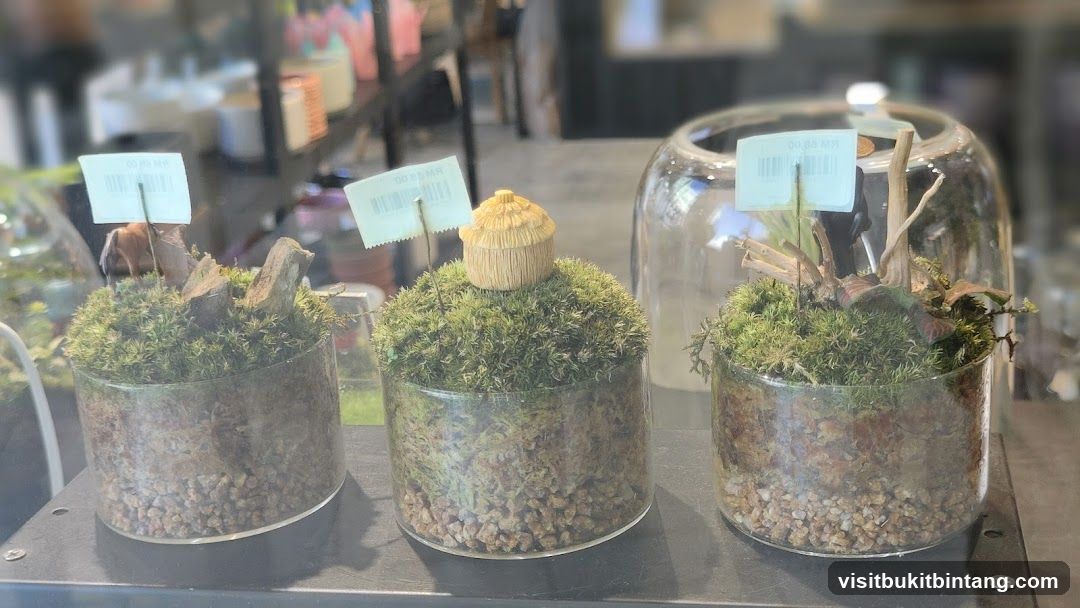 Terrarium Displays