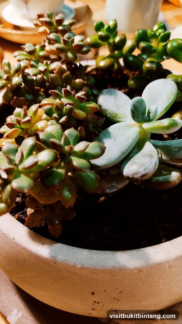 Succulent Arrangement