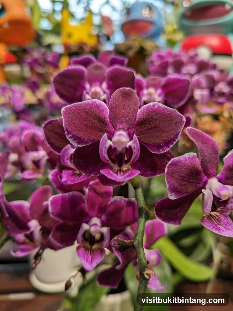 Orchids and Pokemon Figurines