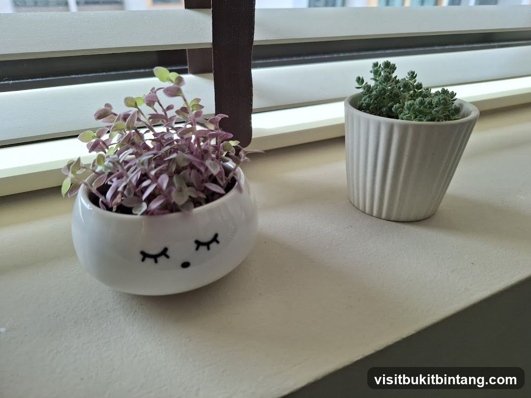 Two Potted Plants on a Windowsill