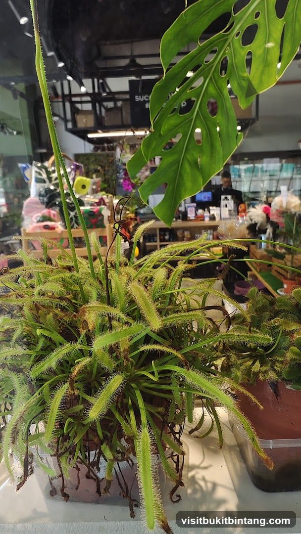 Carnivorous Plant Display