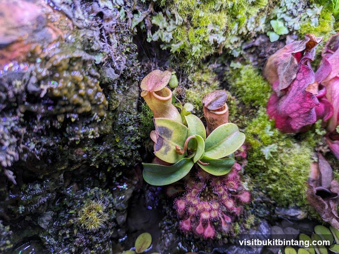 Carnivorous Plants