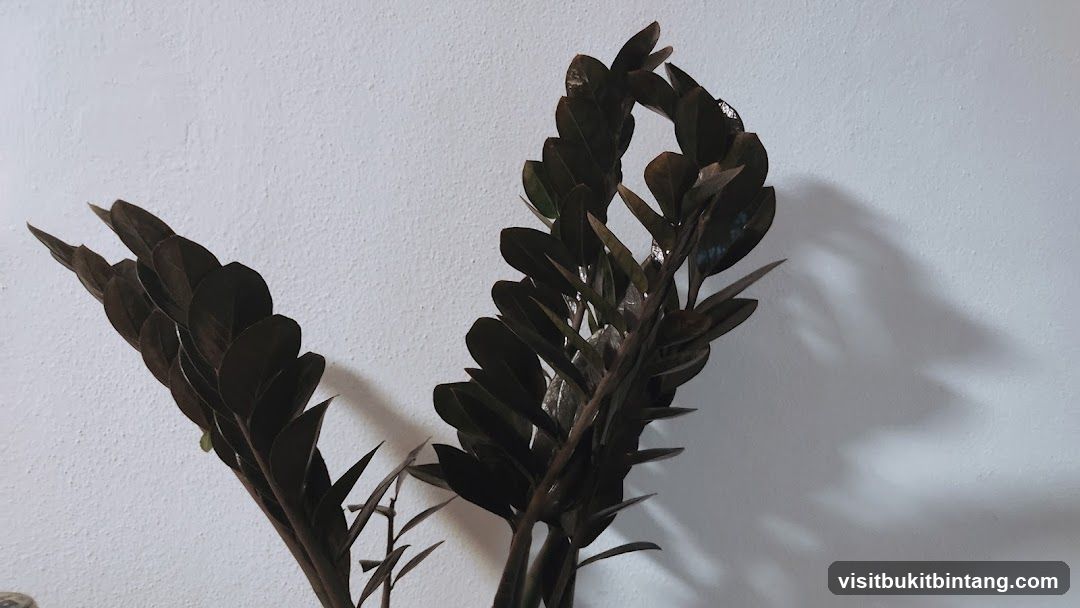 Dark Leafy Plant Against White Wall