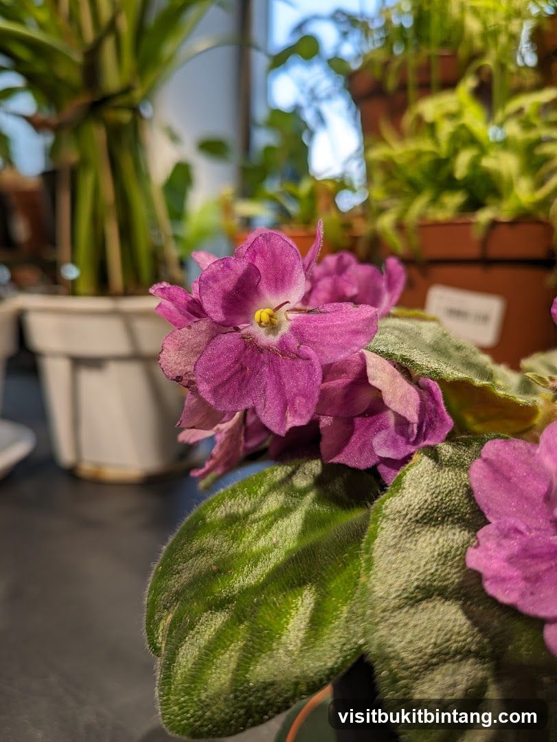 African Violet Plant