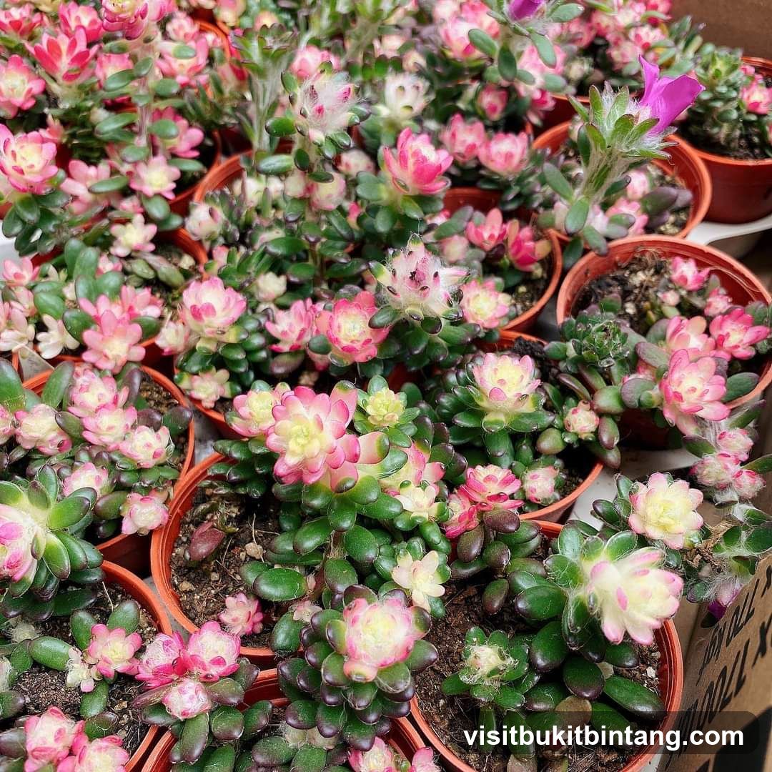 Succulent Plants