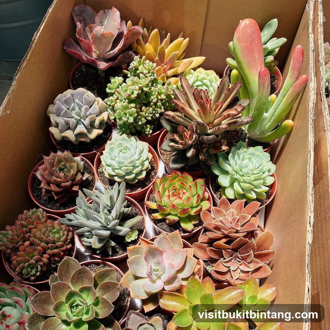 Assortment of Succulents