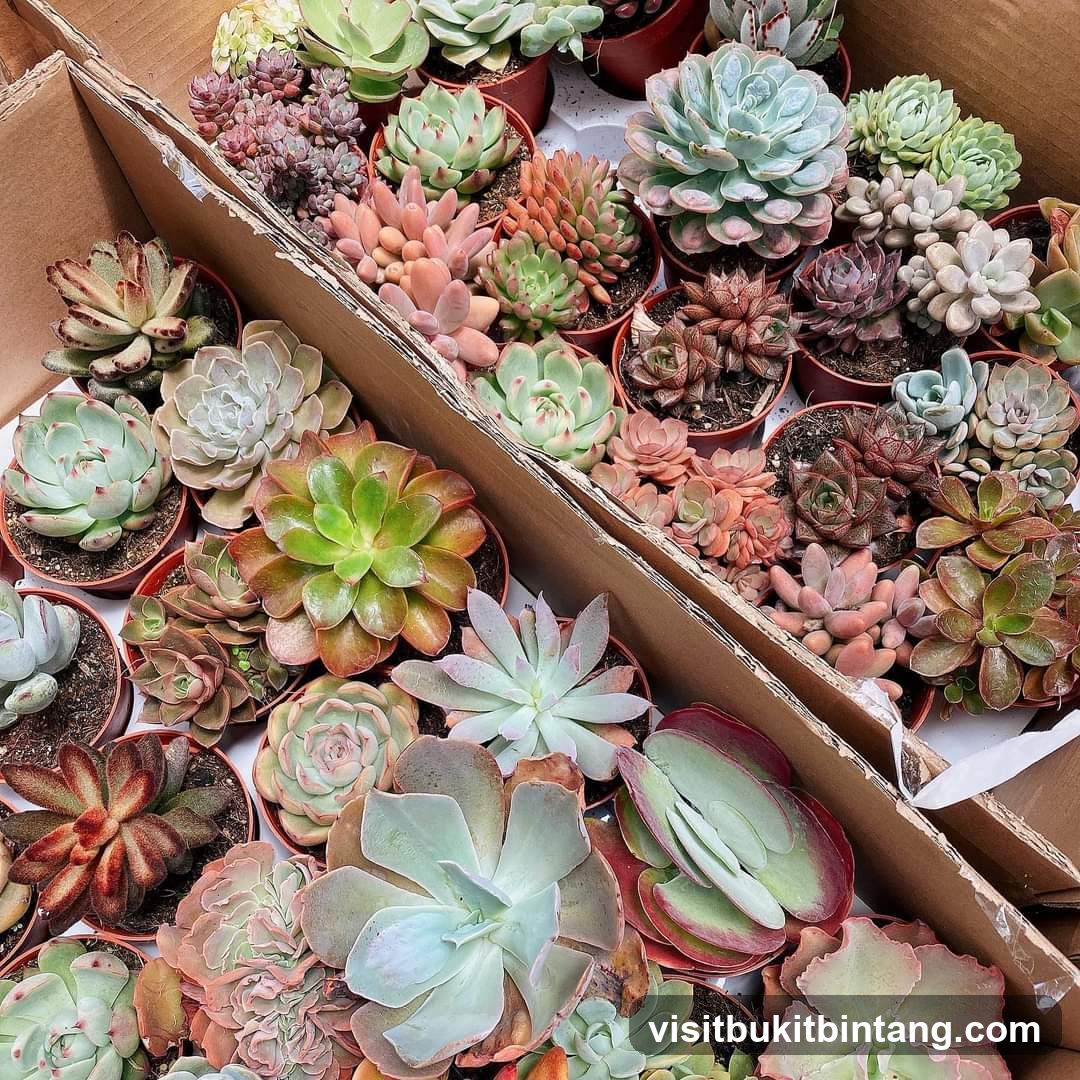 Assortment of Succulents