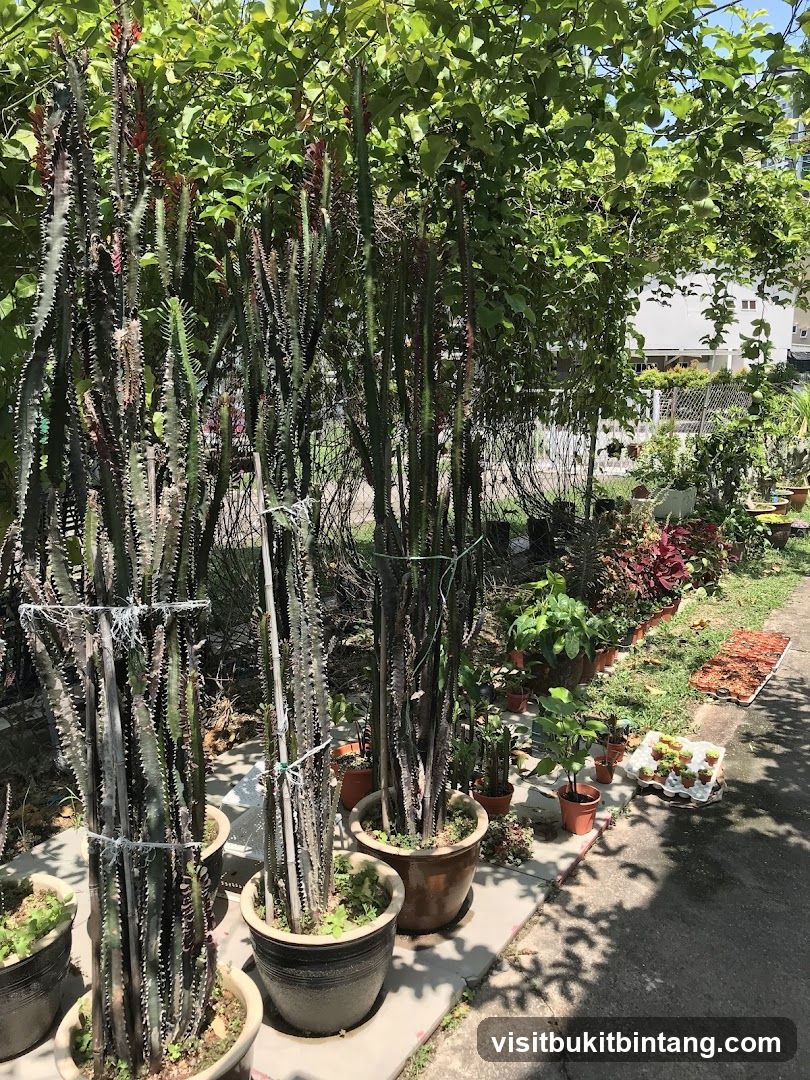 Outdoor Plant Nursery