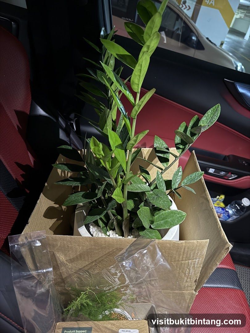 Plants in a Car