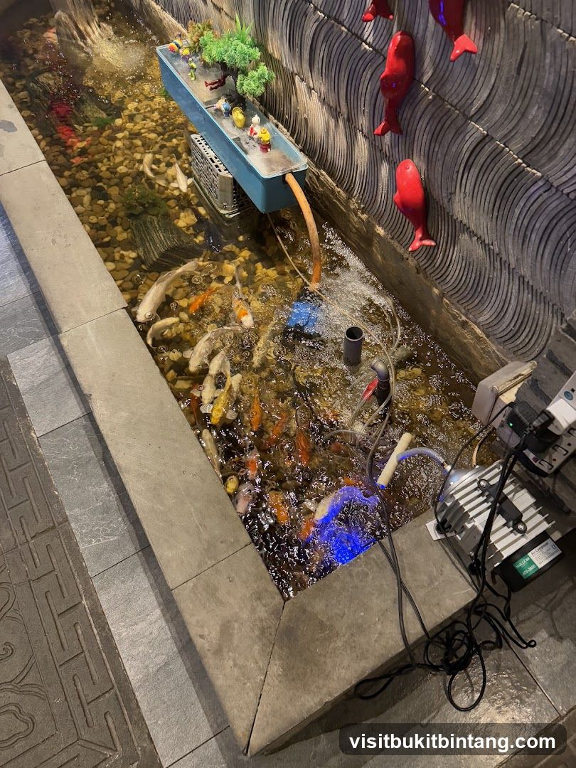 Koi Pond Display