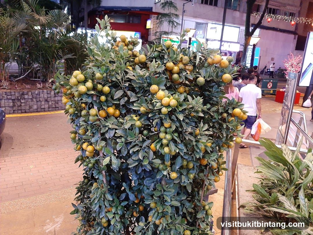 Citrus Tree Display
