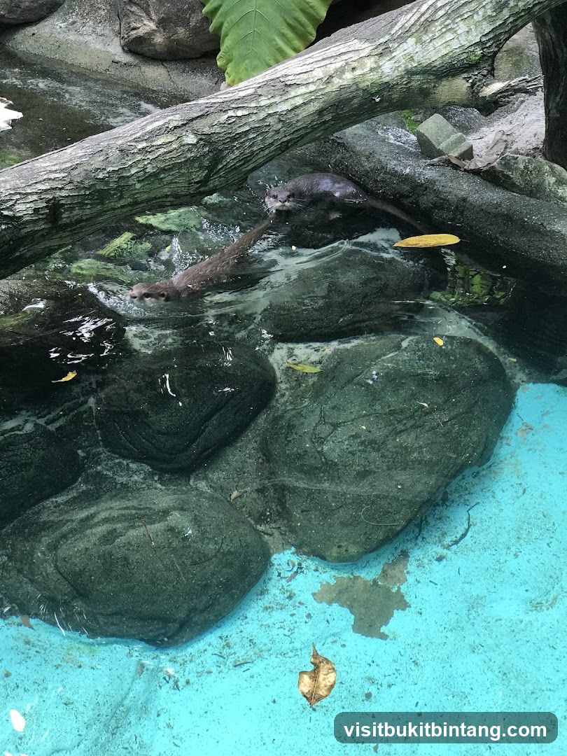 Otters in Water