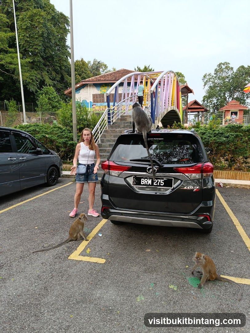 Monkeys in parking lot