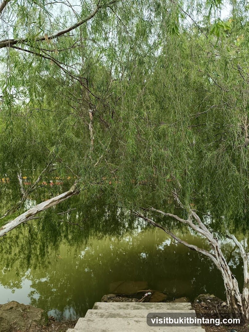Weeping Willow Trees Overlooking a Pond
