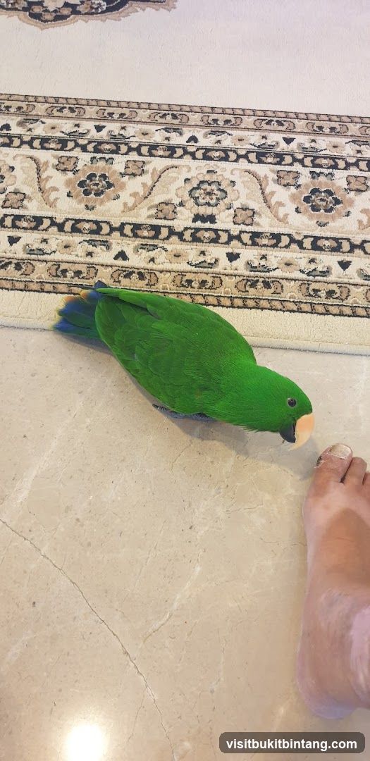 Green Eclectus Parrot Near a Foot