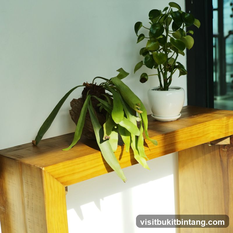 Plants on a wooden shelf